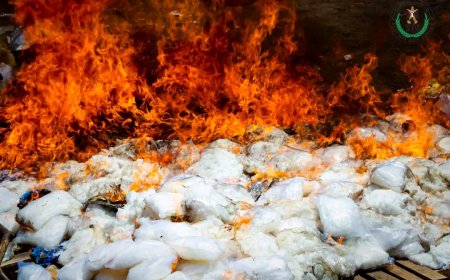 النيابة الجزائية والحزام الأمني يتلفان 609 كيلو جرامًا من المخدرات ضبطتها الحملة الأمنية المشتركة بمحافظة لحج