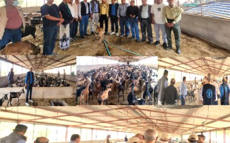 وفد من "الفاو" يطّلع على إجراءات الحجر البيطري للماعز في مديرية المسراخ بتعز