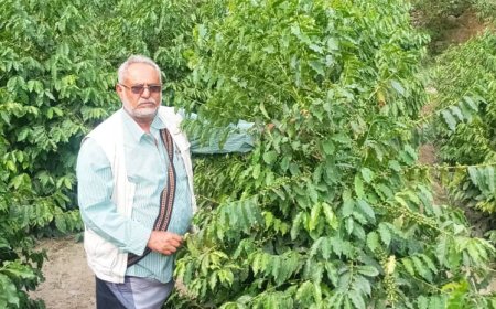 مدير مكتب الزراعة بيافع يهر يتفقد حقول البن في المديرية