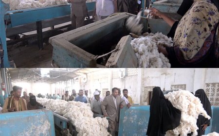 محافظ أبين يدشن عملية حلج القطن طويل التيلة بمحلج القطن بالكود