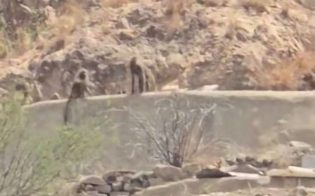 قطيع من القرود يغزو قرية في سرار يافع 