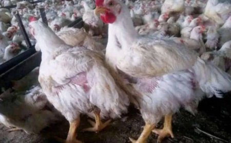 صنعاء.. شبح الغلاء يهدد موائد اليمنيين مع تفاقم أزمة الأعلاف وتعطل إنتاج الدواجن.
