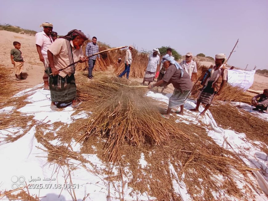 وكالة تنمية المنشآت الصغيرة والأصغر (سمبس) تقيم اليوم الحقلي لمحصول السمسم بمديرية أحور