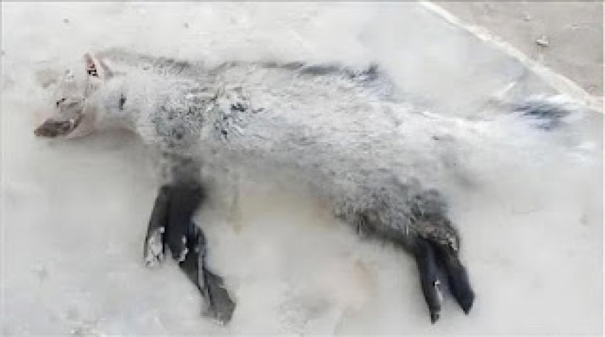 أبين.. ظهور حيوان نادر يفرز مادة عطرية غالية الثمن تُعرف "بالمسك الزبادي" 