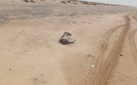 قوارب الموت تنهي حياة 90 مهاجراً افريقياً قرب سواحل أبين .. السلطات تناشد المنظمات الدولية التدخل