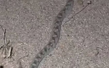 حجة.. وفاة أربعة أشقاء بلدغات ثعابين في مديرية عبس.