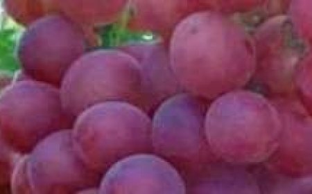 ما لا تعرفه عن فوائد العنب.. يحسن الذاكرة ويعزز صحة المخ ويساعد على النوم