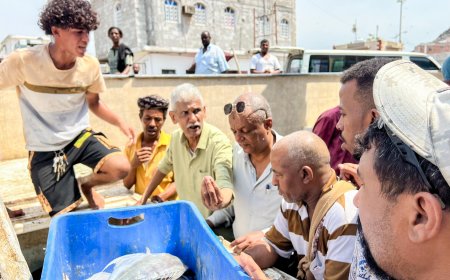 هيئة مصائد خليج عدن تضبط كمية من الأسماك المتعفنة وتتلفها في صيرة