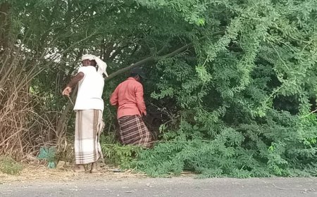 بتوجيهات مدير عام صندوق النظافة.. عمال التشجير يباشرون تصفية أشجار السيسبان على خط الكود