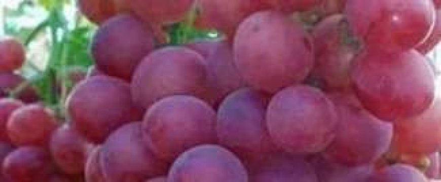 ما لا تعرفه عن فوائد العنب.. يحسن الذاكرة ويعزز صحة المخ ويساعد على النوم