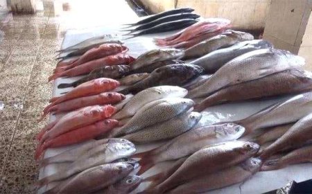 ارتفاع أسعار السمك بالعاصمة عدن لليوم الثلاثاء