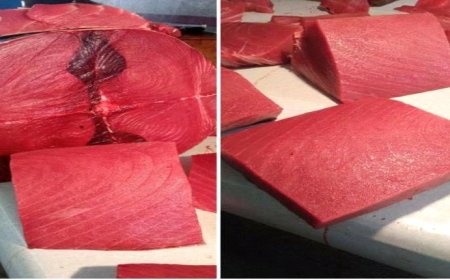 أسعار الأسماك صباح اليوم الخميس 4 سبتمبر بالعاصمة عدن