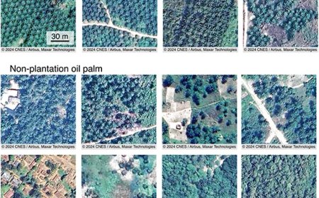 اكتشاف 6.5 مليون هكتار من نخيل الزيت “المخفي” في إفريقيا