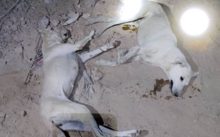 تواصل حملة تسميم الكلاب الضالة بمديرية شبام حفاظًا على سلامة المواطنين