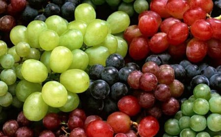 فوائد العنب .. أكثر من 1600 مركّب تعزز صحة الدماغ والقلب والأمعاء