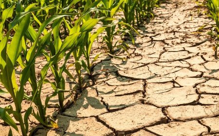 قمة المناخ 2025 بالأمم المتحدة .. محطة حاسمة على طريق مؤتمر المناخ COP30 في البرازيل