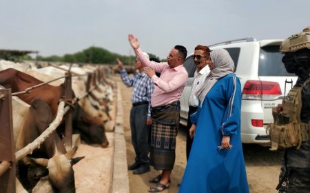 من الغذاء الفاسد إلى الأمن الغذائي نيابة الصناعة بعدن تتلف ٤٨٥ كيس دقيق فاسد بتحويله إلى أعلاف للمواشي