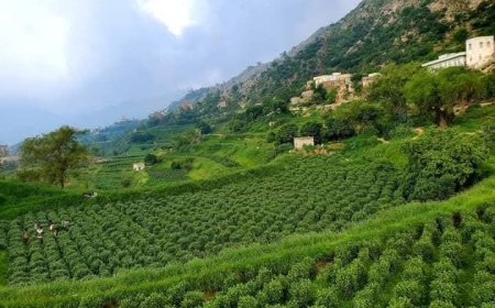 الحوثي يخسر أحد أذرعه القمعية: قنبلة الغضب تطيح بأحد القيادات الحوثية المأزومه بمحافظة حجة