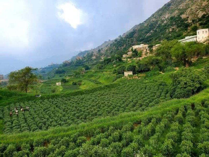 الحوثي يخسر أحد أذرعه القمعية: قنبلة الغضب تطيح بأحد القيادات الحوثية المأزومه بمحافظة حجة