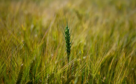 ابتكار زراعي مصري يقلب معادلة إنتاج القمح