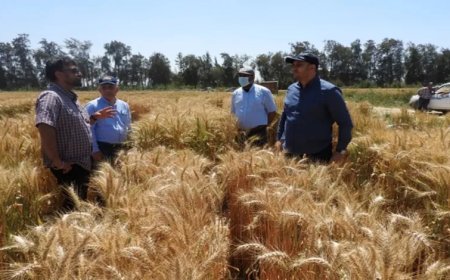 بحث دولي جديد يقدم حلولًا لمواجهة تحديات إنتاج القمح في مصر.. زيادة الإنتاج حتى 22%