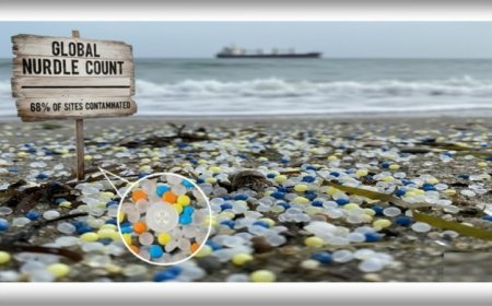 الكريات البلاستيكية.. الملوث الخفي الذي يهدد الحياة البحرية والإنسان