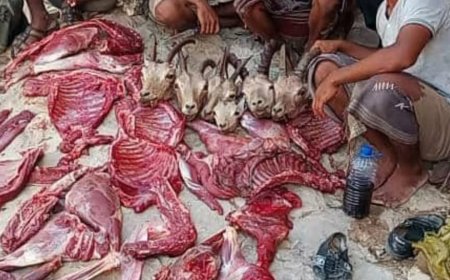 السلطات المحلية برضوم شبوة تحذر من الاصطياد البري الجائر وتشدد على محاسبة المتورطين