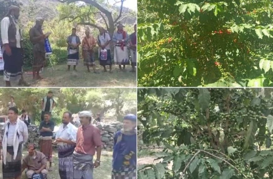 اختتام المدارس الحقلية لمحصول البُن بمنطقة طسة بيافع سبَّاح