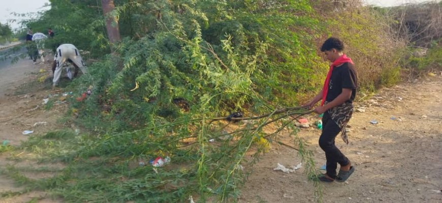 كشافة أبين تضيء دروب زنجبار.. وتزيل أشجار السيسبان المعيقة للحركة بالتعاون مع صندوق النظافة
