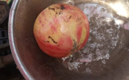 صادم.. سعر حبة الرمان في زنجبار يصل إلى 1700 ريال وسط غياب تام للرقابة