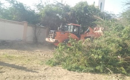 إدارتا ثانوية جواس وأبي سلمة تشكران السلطة المحلية بمودية على إزالة أشجار السيسبان من ساحات المدرستين