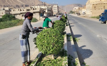ضمن الاستعدادات لموسم زيادة الهدار لهذا العام.. وحدة النظافة و التحسين بمديرية القطن تقوم بتقليم الأشجار بالشوارع العامة للمديرية