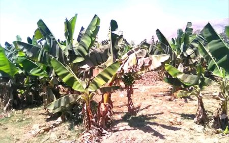 حريق مفاجئ يهز مزارع الكود فجراً.. والنيران تلتهم مساحات من مزارع الموز