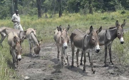 البلاستيك يهدد حياة الحمير.. تحذيرات من انتقاله إلى الإنسان دراسة أولى من نوعها