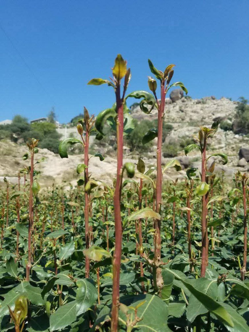بائعو القات جنوبيون يشكون جور الضرائب الغير شرعية بالخطوط التي يمر عبرها سيارات بمناطق الجنوب