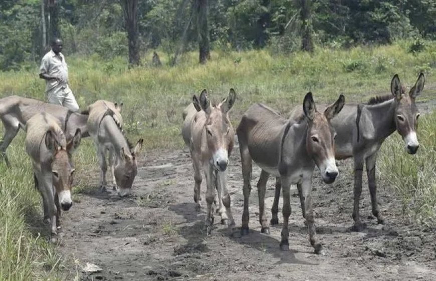 البلاستيك يهدد حياة الحمير.. تحذيرات من انتقاله إلى الإنسان دراسة أولى من نوعها