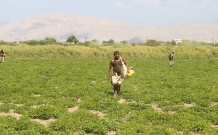 أبين: قصة خبراء وباحثين زراعيين رفضوا أن تموت أرض كانت يوما سلة غذاء اليمن