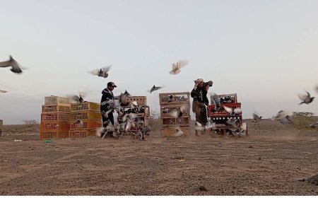 الاتحاد العام لسباق الحمام الزاجل يدشن سباقات الموسم الجديد