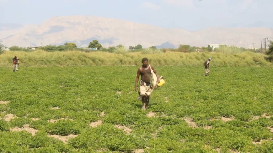 أبين: قصة خبراء وباحثين زراعيين رفضوا أن تموت أرض كانت يوما سلة غذاء اليمن