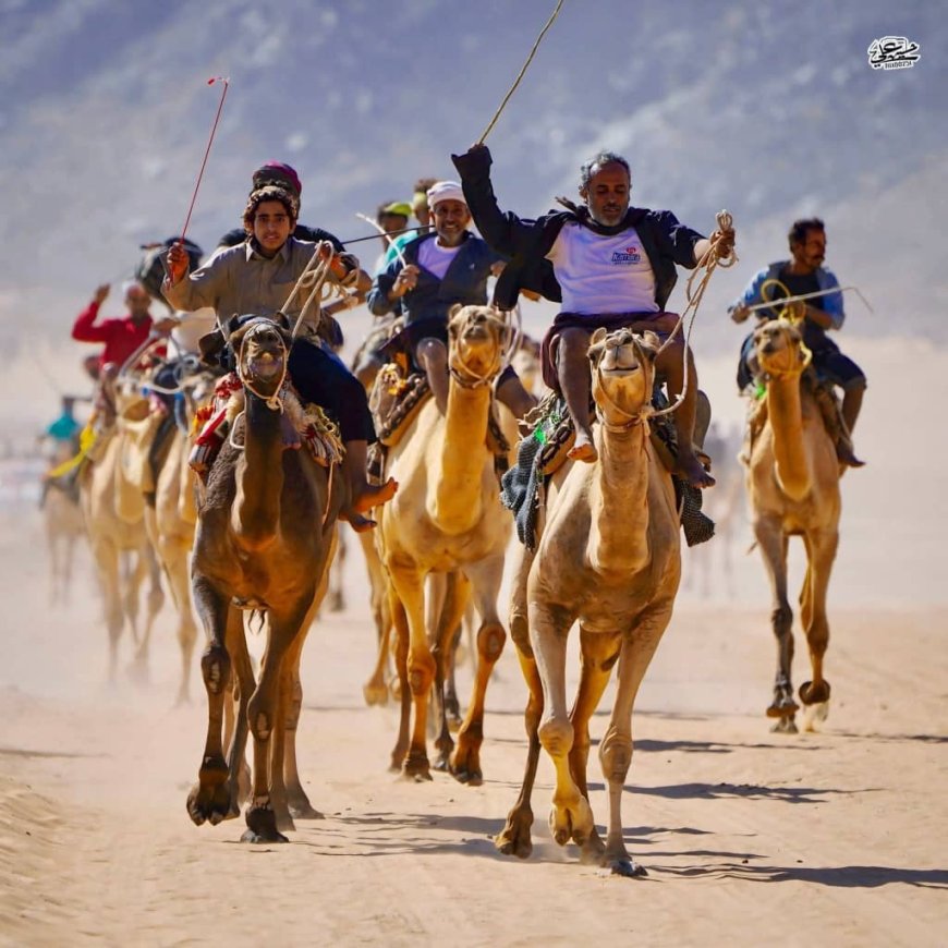 اختتام مميز لفعاليات مهرجان الشيخ محمد بن زايد لسباقات الهجن في شبوة