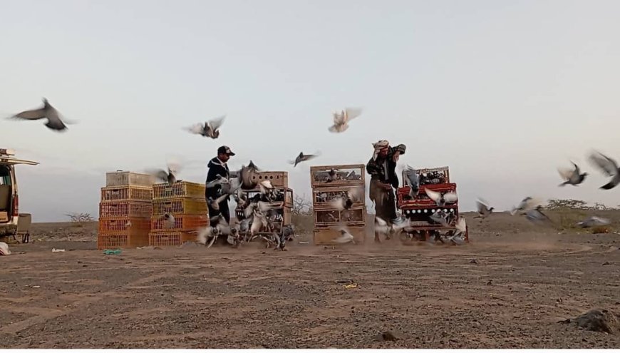 الاتحاد العام لسباق الحمام الزاجل يدشن سباقات الموسم الجديد