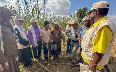 محطة أبحاث الكود الزراعية تدشن اليوم الحقل لمنتجي محاصيل الحبوب  بأبين 