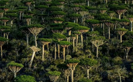 بيان تطمين صادر عن السلطة المحلية بمحافظة أرخبيل سقطرى