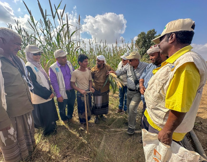 محطة أبحاث الكود الزراعية تدشن اليوم الحقل لمنتجي محاصيل الحبوب  بأبين 