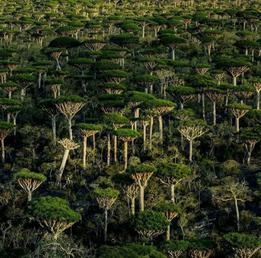 بيان تطمين صادر عن السلطة المحلية بمحافظة أرخبيل سقطرى