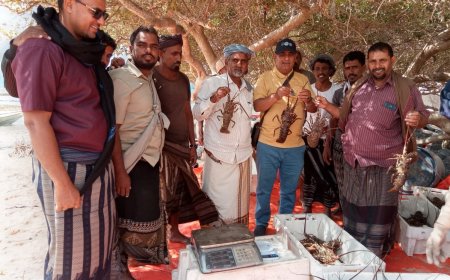 نزول رسمي لمتابعة موسم الشروخ الصخري في الشريط الساحلي لمنطقة قعره بسقطرى