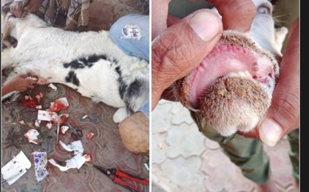 زراعة محافظة أبين تحذر من شراء اللحوم خارج المسالخ الرسمية في زنجبار وخنفر مع انتشار أوبئة بالمواشي