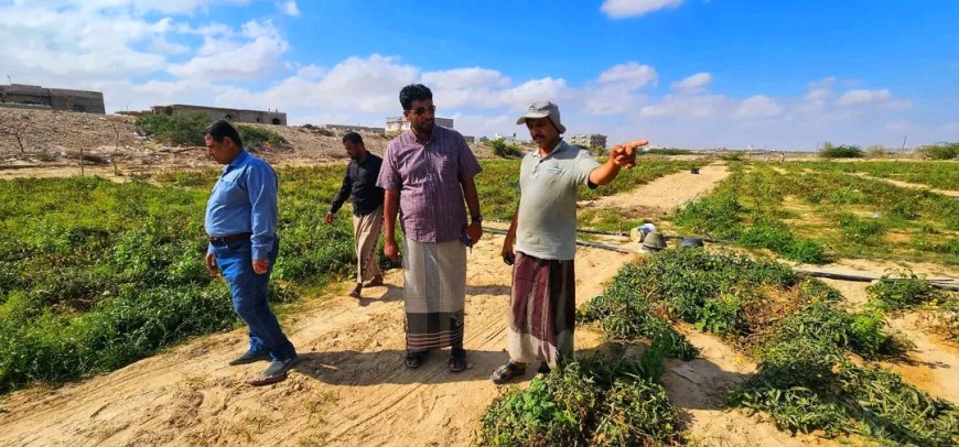 مدير عام مكتب الزراعة والري بالمهرة يتفقد أعمال البيوت المحمية الممولة من مركز الملك سلمان للإغاثة