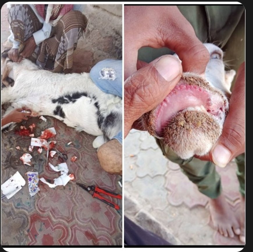 زراعة محافظة أبين تحذر من شراء اللحوم خارج المسالخ الرسمية في زنجبار وخنفر مع انتشار أوبئة بالمواشي