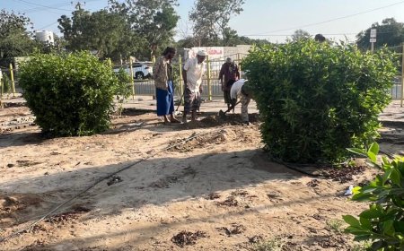 مدير عام صندوق النظافة والتحسين بلحج نافع العرابي يقود حملة تشجير واسعة في الخطوط العامة